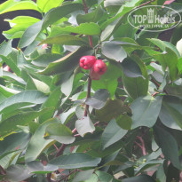 фото из отзыва ID 1493624