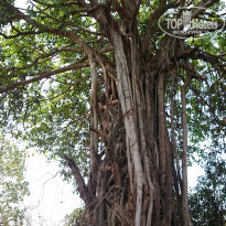 фото из отзыва ID 1493999