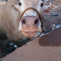 фото из отзыва ID 1493999