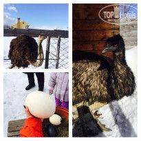 фото из отзыва ID 1491441