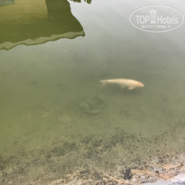 фото из отзыва ID 1494570