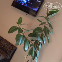 фото из отзыва ID 1494730