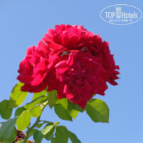 фото из отзыва ID 1494672