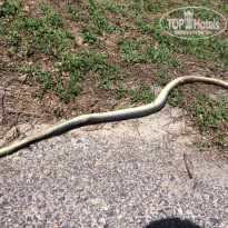 фото из отзыва ID 1495605