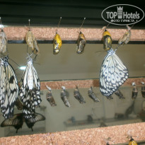 фото из отзыва ID 1495771