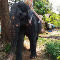 фото из отзыва ID 1495822