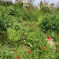 фото из отзыва ID 1496301