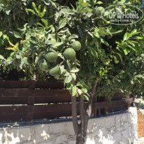 фото из отзыва ID 1497051