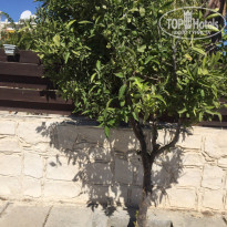 фото из отзыва ID 1497051