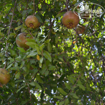 фото из отзыва ID 1497218