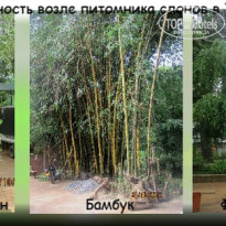 фото из отзыва ID 1497411