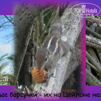 фото из отзыва ID 1497411