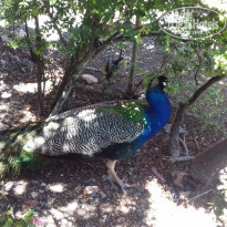 фото из отзыва ID 1498030