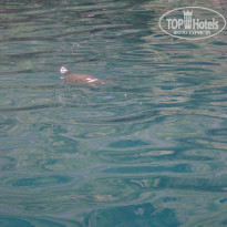 фото из отзыва ID 1498113