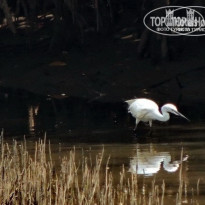 фото из отзыва ID 1499271