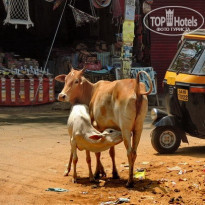 фото из отзыва ID 1499271