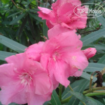 фото из отзыва ID 1499487