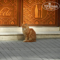 фото из отзыва ID 1499643