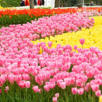 фото из отзыва ID 1499643