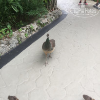 фото из отзыва ID 1499644