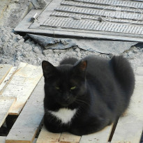 фото из отзыва ID 1499643