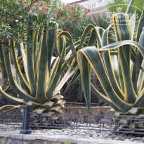фото из отзыва ID 1499701