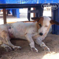 фото из отзыва ID 1499853