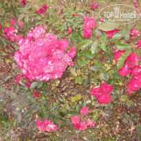 фото из отзыва ID 1497435