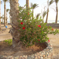 фото из отзыва ID 1493532