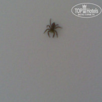 фото из отзыва ID 150349