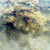 фото из отзыва ID 1501516