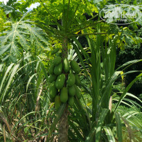 фото из отзыва ID 1501806