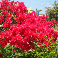 фото из отзыва ID 1501901