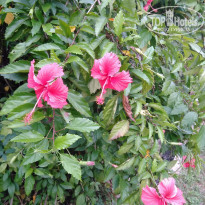 фото из отзыва ID 1500824