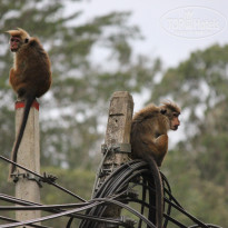 фото из отзыва ID 1502675