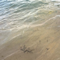 фото из отзыва ID 1501004