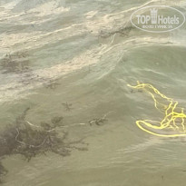 фото из отзыва ID 1501004