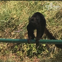 фото из отзыва ID 1503432