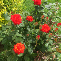 фото из отзыва ID 1504283