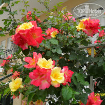 фото из отзыва ID 1504355