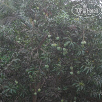 фото из отзыва ID 1504555