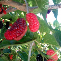 фото из отзыва ID 1504470