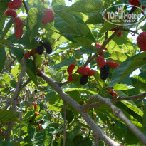 фото из отзыва ID 1502910