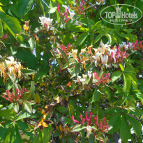 фото из отзыва ID 1502910