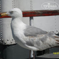 фото из отзыва ID 1505458