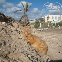 фото из отзыва ID 1509147