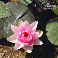 фото из отзыва ID 1509165