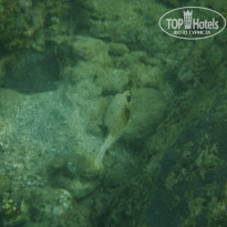 фото из отзыва ID 1509460