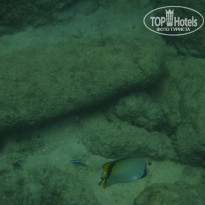 фото из отзыва ID 1509460