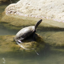 фото из отзыва ID 1509764